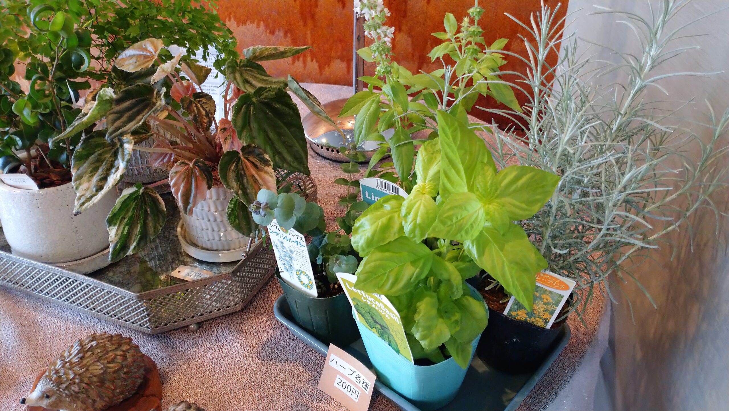 今週（6/27～7/1）のランチメニュー Piccolo Caffe(ピッコロカフェ) 公式Webサイト